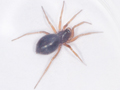 Oedothorax apicatus